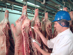 Checking Meat temperature