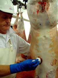 Lamb