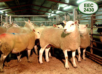 well Kept Sheep